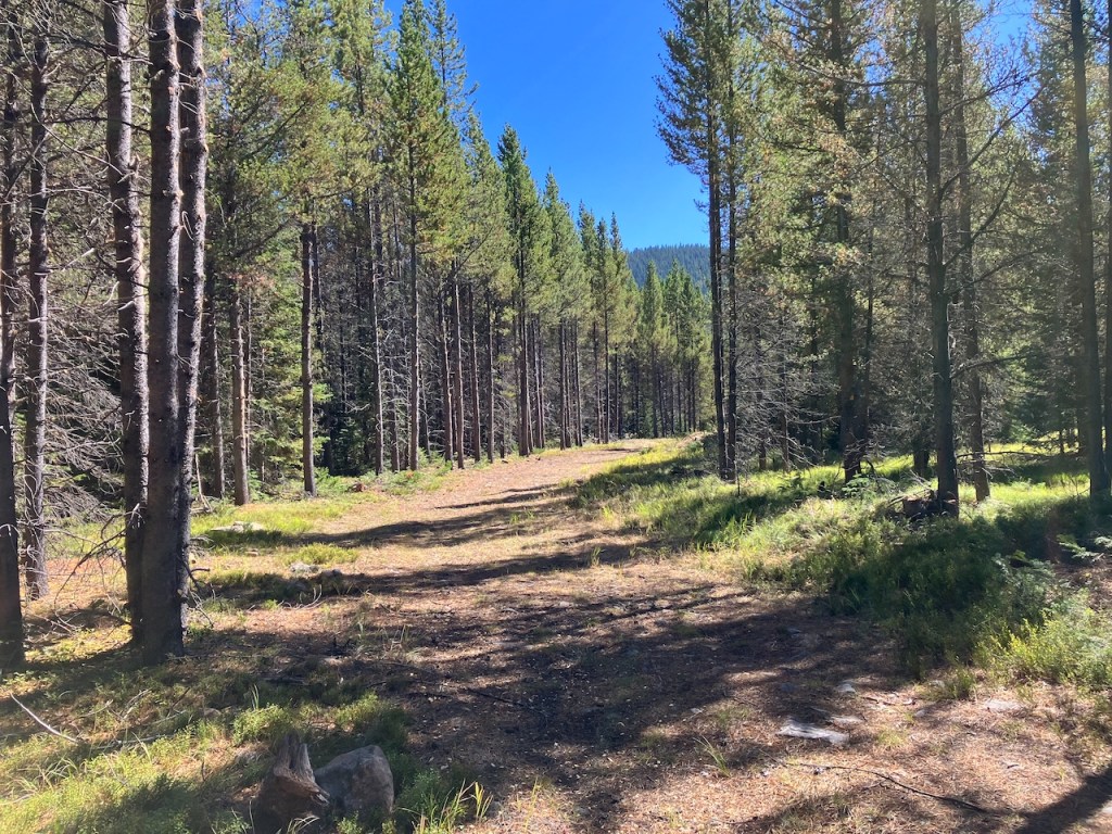 Major Limbing Project this Summer at Silver Crest Trails&nbsp;!